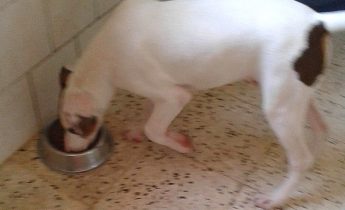 Meet Harry a young mixed breed dog in need of a loving home