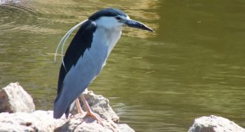 A Night Heron is an early autumn visitor to Il-Maghluq
