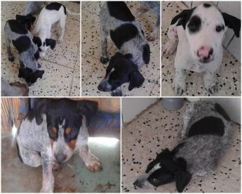 John, Jack, Jane & Julie: 4 puppies waiting for loving homes at Gozo SPCA John, Jack, Jane & Julie: 4 puppies waiting for loving homes at Gozo SPCA