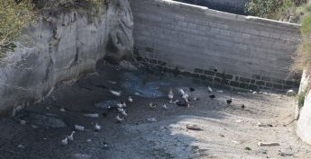 Welfare of ducks in Xaghra water culvert causing concern