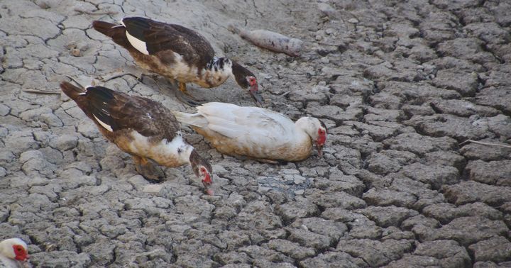 Welfare of ducks in Xaghra water culvert causing concern