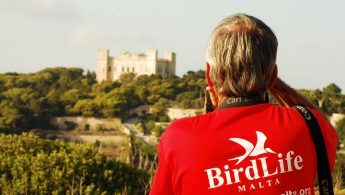 BirdLife Malta’s Raptor Camp 2016 kicks off today for 3 weeks