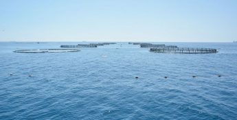 Planning Board revokes 10 fish farm development permits