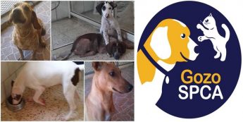 Gozo SPCA fundraising collections on the ferries next weekend