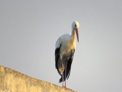Government “does not have moral value to safeguard birds,” says BLM