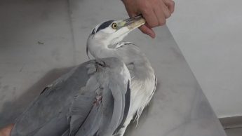 Protected bird shot – BLM reiterates call for suspension of season