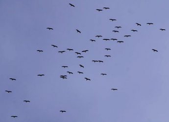 KSU questions why permits issued for Buskett party during peak migration