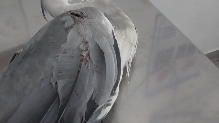 Protected bird shot - BLM reiterates call for suspension of season