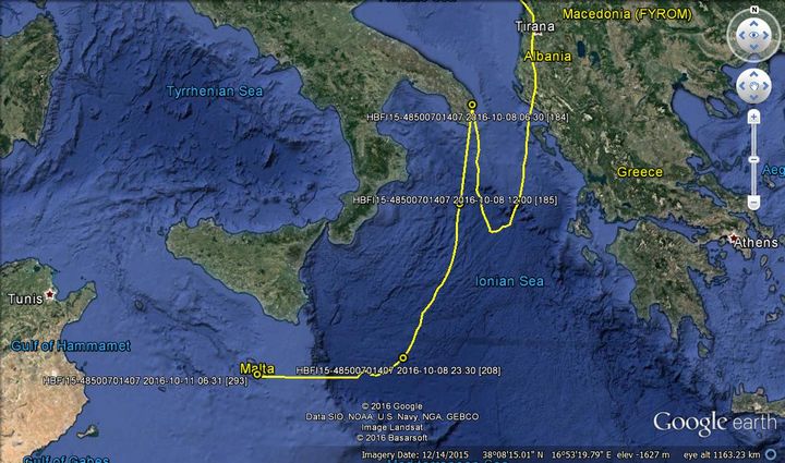 Finnish juvenile Honey Buzzard's migration tracked to Malta