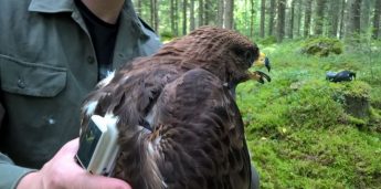 Finnish juvenile Honey Buzzard’s migration tracked to Malta Finnish juvenile Honey Buzzard’s migration tracked to Malta