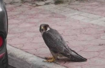 Peregrin Falcon found injured – KSU “deplores incident”