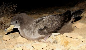 BirdLife appeals to the public to help stranded seabird fledglings