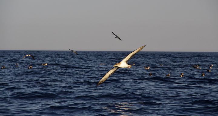 BirdLife appeals to the public to help stranded seabird fledglings