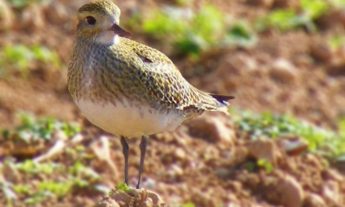 Police, WBRU & Birdlife Malta in joint training on handling injured birds