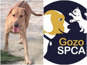 Bruce is at Gozo SPCA and is waiting for his own forever home Bruce is at Gozo SPCA and is waiting for his own forever home