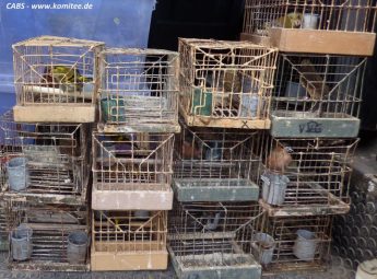 Illegal bird trappers caught in Pembroke & Salini – CABS
