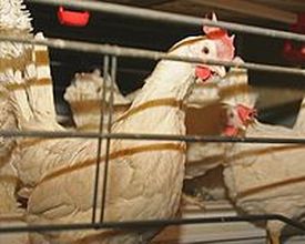 All eggs on the local market are fit for consumption