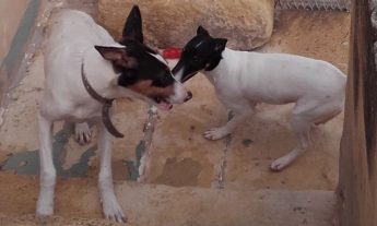 Jason and Bengy, two playful terriers in need of loving homes