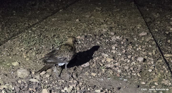 Illegal night trapping of plovers in Gozo & Malta "out of control"