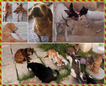 Help the animals at Gozo SPCA with a sponsorship for Christmas