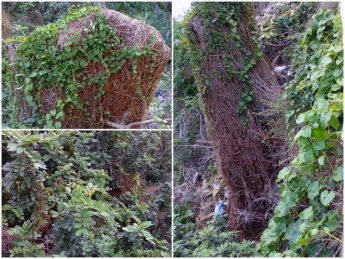 Work on non-native plants and trees continues in the Lunzjata Valley