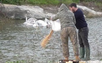 BirdLife Malta says it is “time to join forces to protect birds”