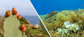 Mediterranean is the fountain of youth, UoM-led study reveals