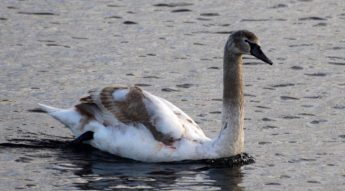 Injured juvenile Mute Swan sighted in Malta, not part of Gozo flock