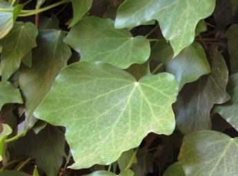 English Ivy is a native species to the Maltese Islands – ERA