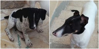 Joey and Jason are at Gozo SPCA waiting for loving, forever homes