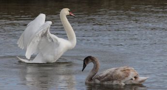 Update – Mute Swans inspected by WBRU veterinary expert