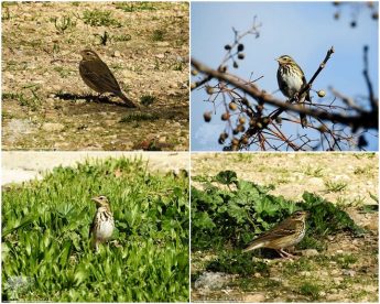 Very rare Olive Backed Pipit photographed by KSU member