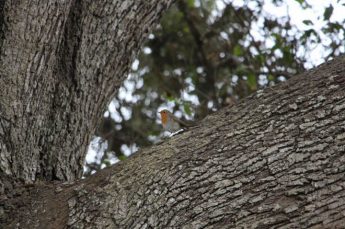 Arbor Day: Nature Trust stresses importance of trees in the landscape
