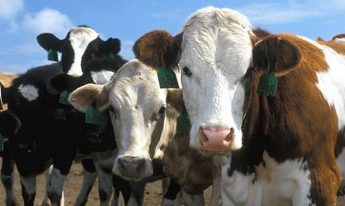 Meat production and producer value both down in 2016
