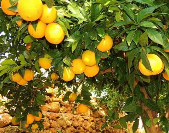 Plant Health Directorate information on the Citrus Tristeza Virus (CTV)