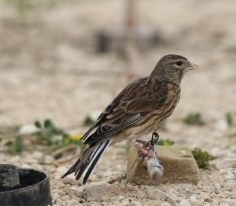 WBRU uses birdwatcher´s reports “to whitewash own incompetence” – CABS