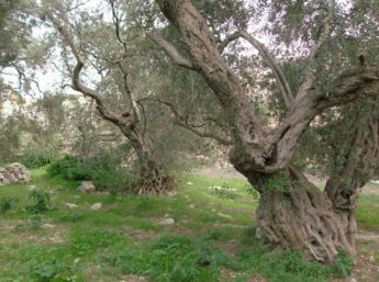 ERA protects rare and endangered trees in 30 areas, including 7 in Gozo