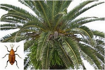 Advice on the use of palm fronds on the occasion of Palm Sunday