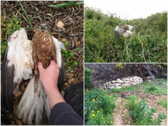 Protected Marsh Harrier is first casualty of spring hunting season Protected Marsh Harrier is first casualty of spring hunting season