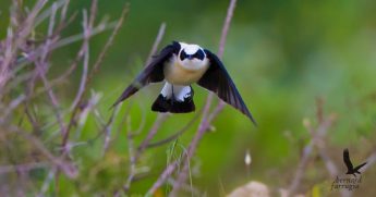 Two rare birds spotted over the Maltese islands on Good Friday