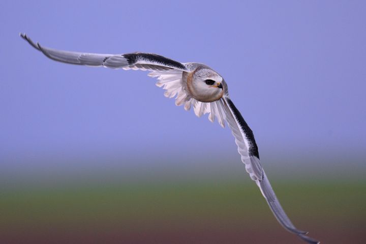 Two rare birds spotted over the Maltese islands on Good Friday