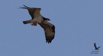 KSU reports poor hunting season due to scarcity of Quail KSU reports poor hunting season due to scarcity of Quail