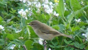 Conservation of Wild Birds Fund launched with grants for NGOs