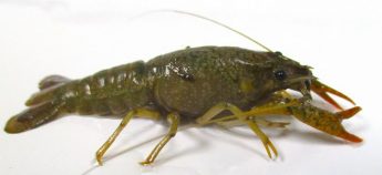 Alien species threaten vulnerable freshwater habitats – Research Alien species threaten vulnerable freshwater habitats – Research