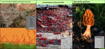 EcoGozo discovers completely new species of fungi from Gozo