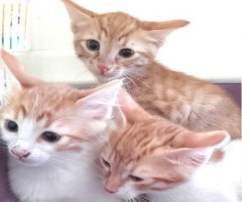 Kittens urgently needing loving homes at Gozo SPCA