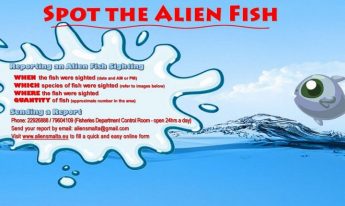 Ongoing campaign for Spot the Alien Fish with the University of Malta Ongoing campaign for Spot the Alien Fish with the University of Malta