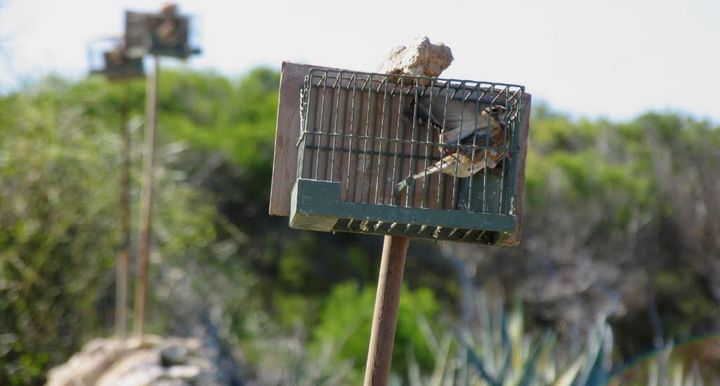 European Court of Justice judgement decides on no more trapping in Malta
