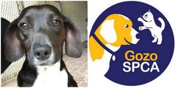 Ned is waiting and hoping for someone to offer him a loving home