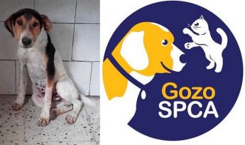 Scamp is waiting for someone to offer him his own loving home